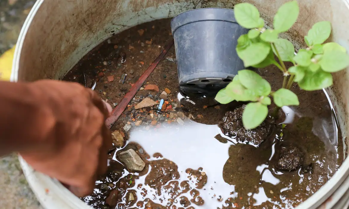 Brasil Ultrapassa Marca De 5 Mil Mortes Por Dengue Este Ano