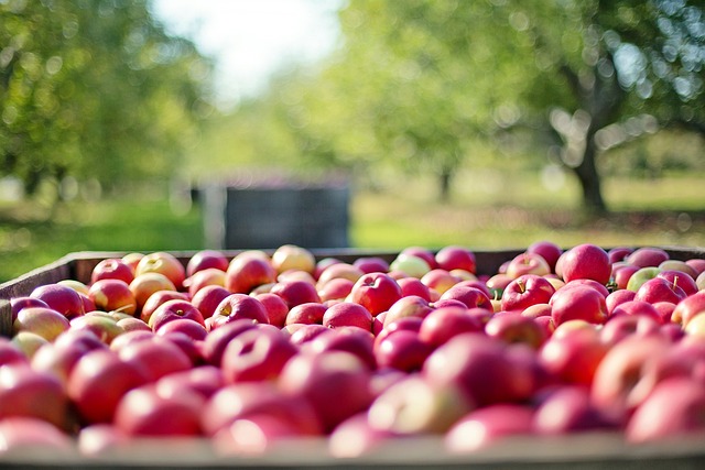 Exportações De Frutas Caem No 1º Semestre De 2024