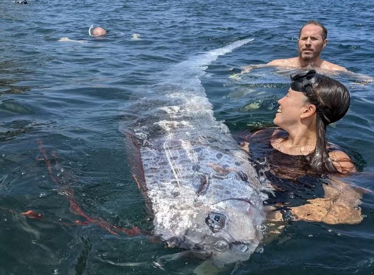 'Peixe Do Juízo Final' é Encontrado Em Praia Na Costa Da Califórnia