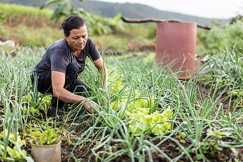 Conab destina cerca de R$ 14 milhões para agricultura familiar no RS via PAA; inscrições se encerram nesta quarta (4)