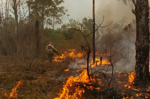 Incêndio na Floresta Nacional de Brasília pode ter sido criminoso, diz ICMBio